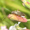 Plant Bug
