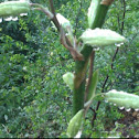 Yucca