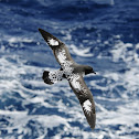 Cape Petrel