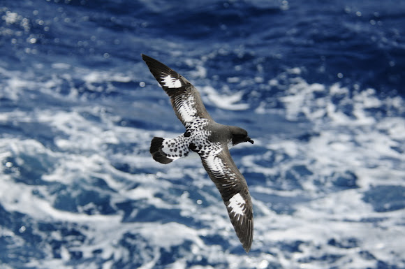 Spotting Image 1