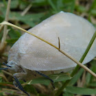 Planthopper