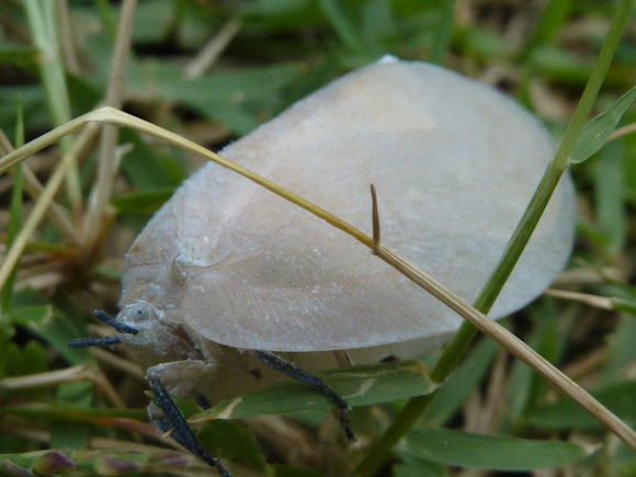 Spotting Image 1