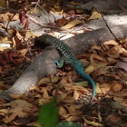 Aruban whip tail lizard