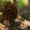 Wired mushroom and Ant