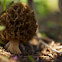 Wired mushroom and Ant