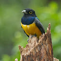 Trogon Violacio (Macho)