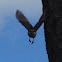 Tiny woodpecker