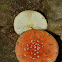 Amanita parcivolvata