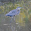 great blue heron