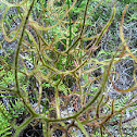 Fork-leaved Sundew