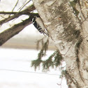 Downy woodpecker