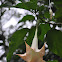Angel's trumpets