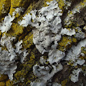 Hammered Shield Lichen