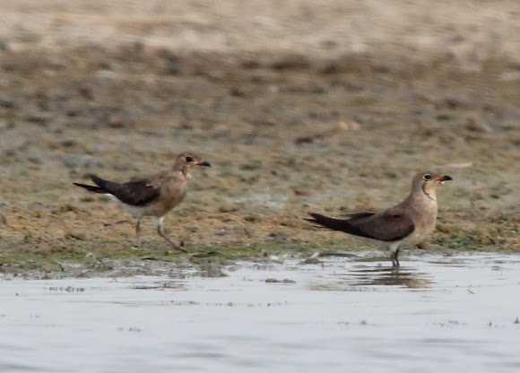 Spotting Image 1
