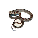 Black Racer