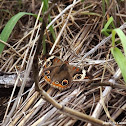 Common Buckeye