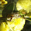 Crab spider eats a fly
