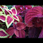 Wizard Mix Coleus