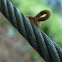 Inchworm Caterpillar