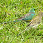 Red-rumped Parrot