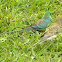 Red-rumped Parrot