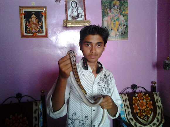 Spotting Image 1