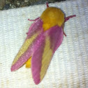 Rosy maple moth