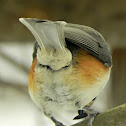 Tufted Titmouse