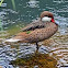 White cheeked Pintail/Bahama Pintail