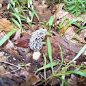 Morel