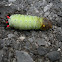 Pronethea Silk Moth Caterpillar