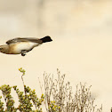 Desert Weatear (female)