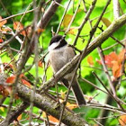 Black capped Chickadee