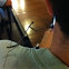 Praying Mantis