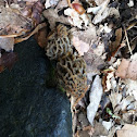 Morel