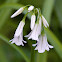 Wild Onion