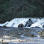 Brown Bear