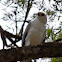 Grey Goshawk
