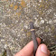 Northern ring-necked snake