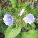 Hairy Clustervine