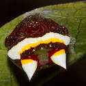 Two-spined spider (female)