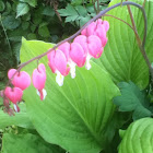 Bleeding Hearts