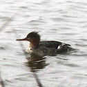 Red-breasted Merganser
