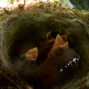 Blackbird (Turdus merula)