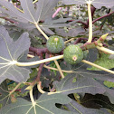 无花果 fig