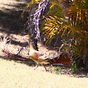 Plumed Whistling Duck