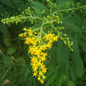Goldenrod