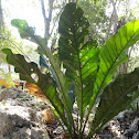 Anturio