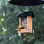 American Goldfinch