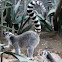 Ring - tailed Lemur